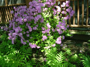 Azalea