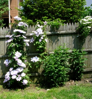 Masses of white clematis growing along a fence