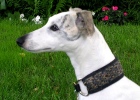Dogs page