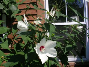 hibiscus