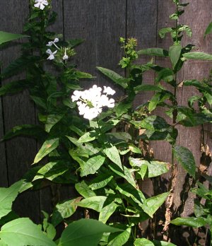 phlox