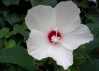 Gardening page