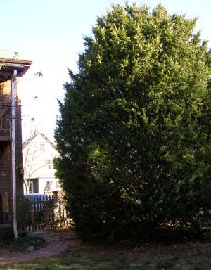 yew tree